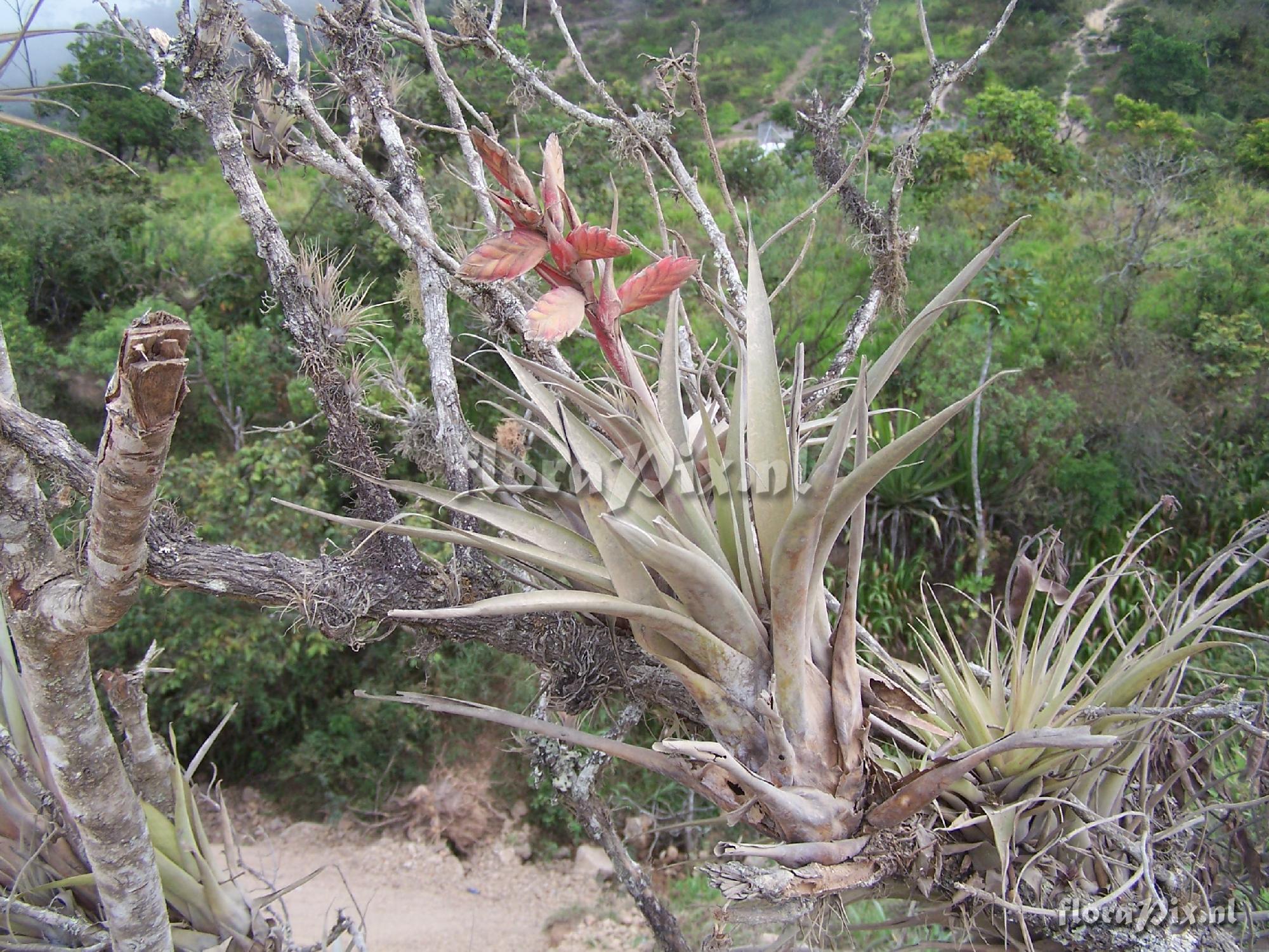 Tillandsia confinis