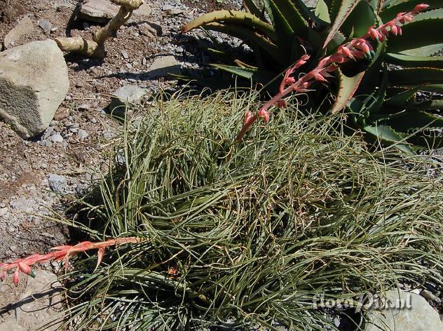 Puya tuberosa