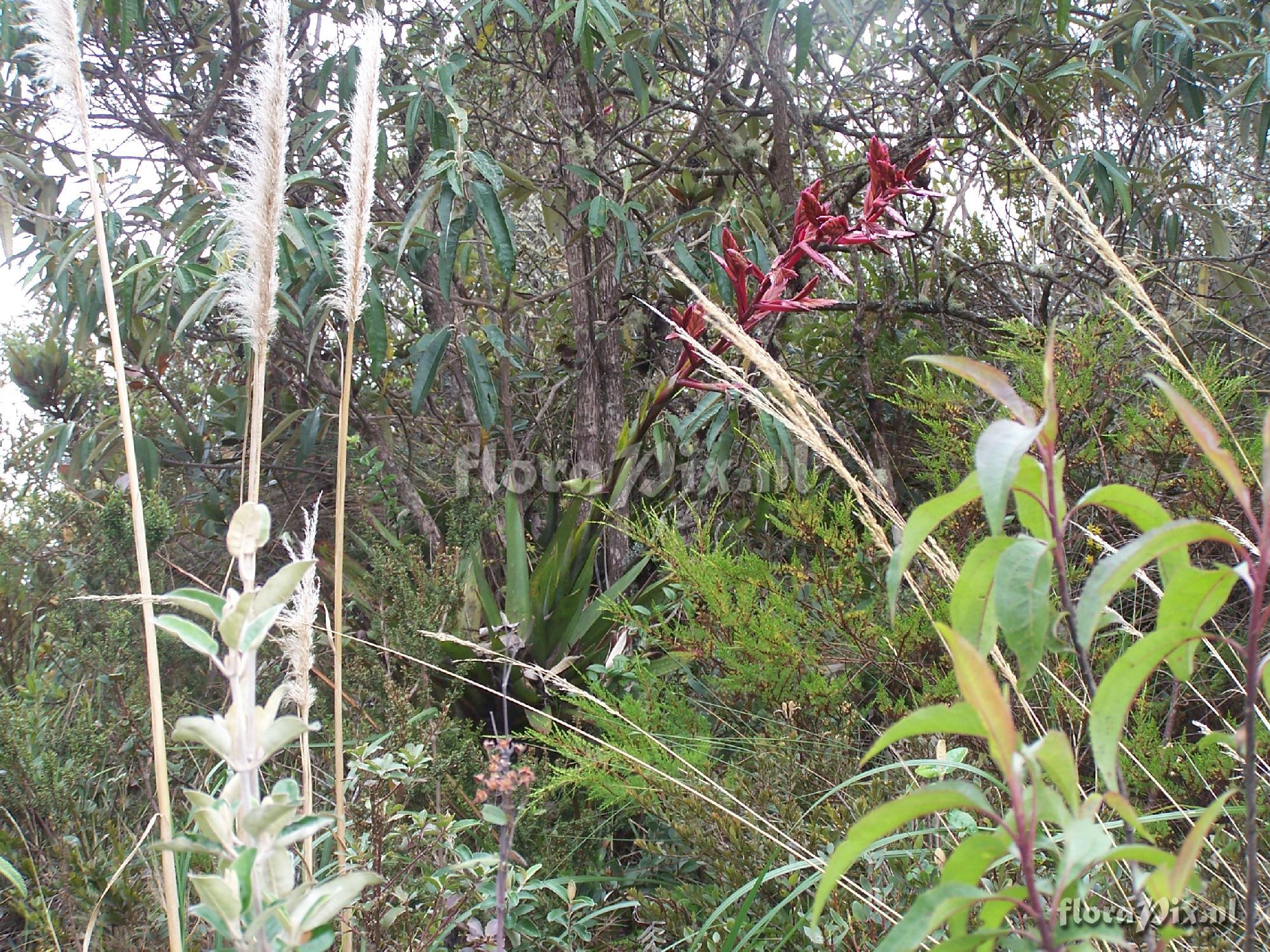 Tillandsia stenoura