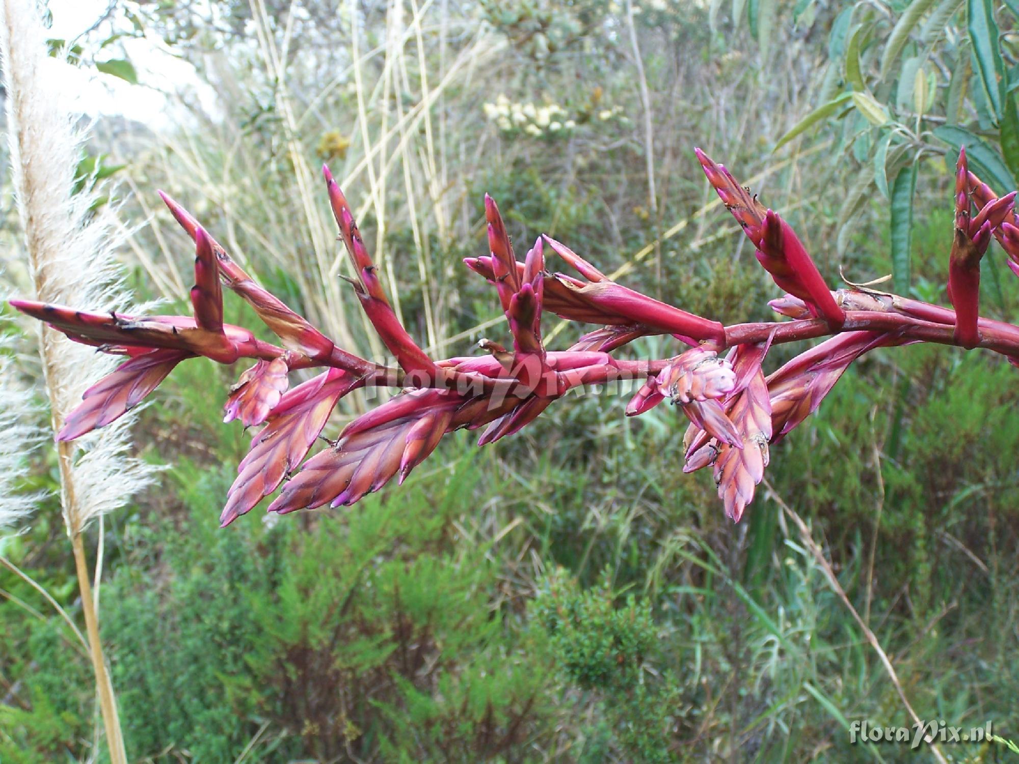 Tillandsia stenoura