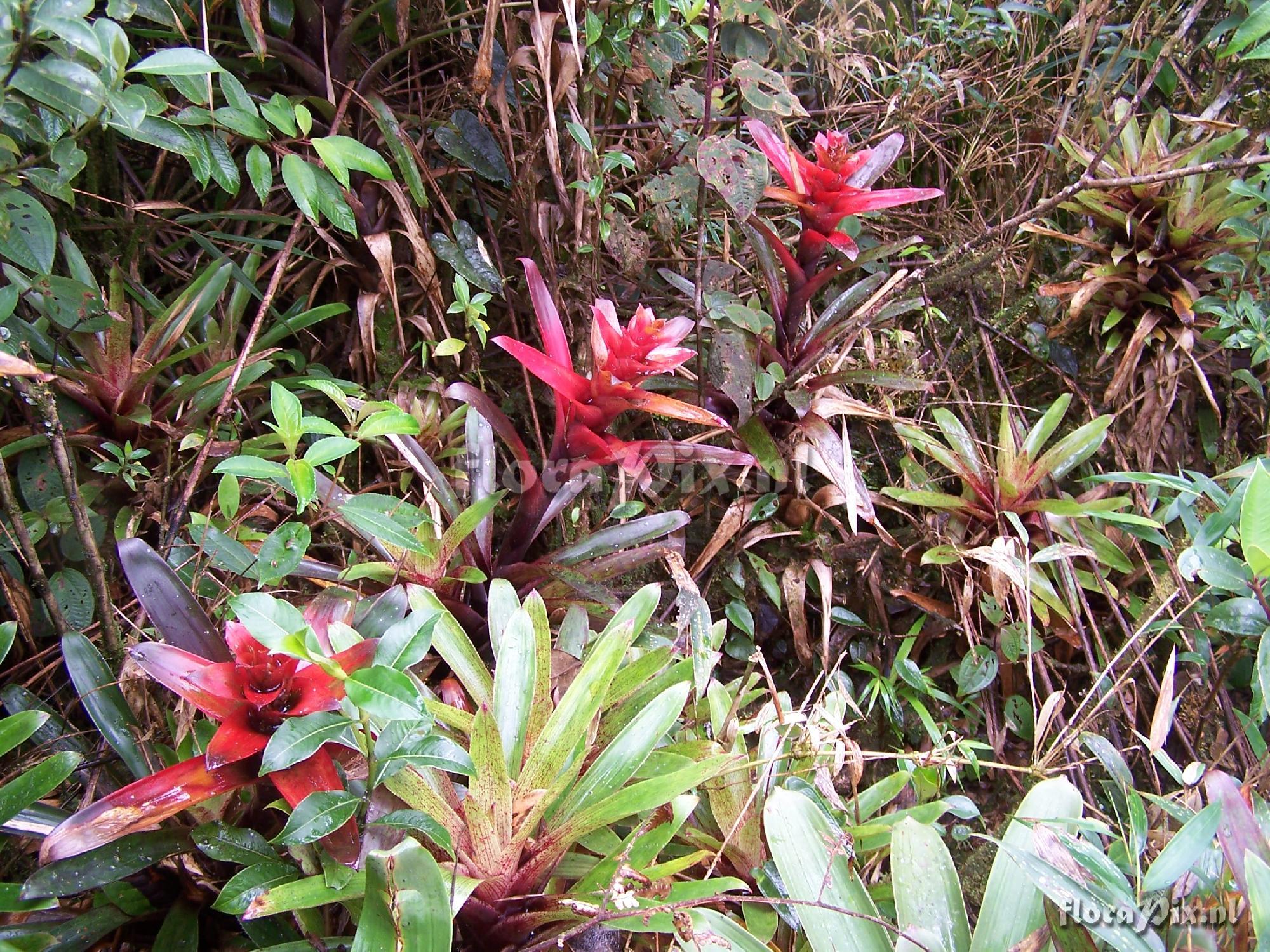 Guzmania mosquerae 