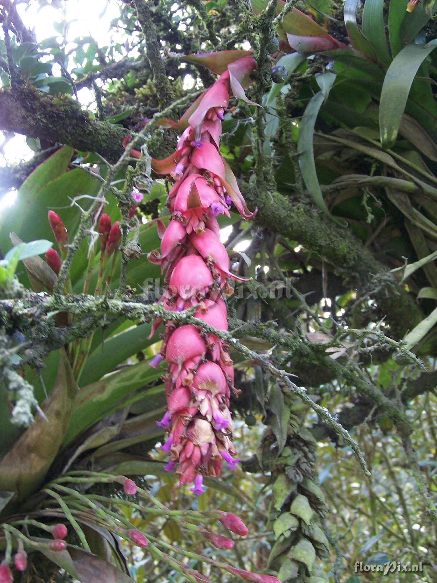 Tillandsia ionochroma