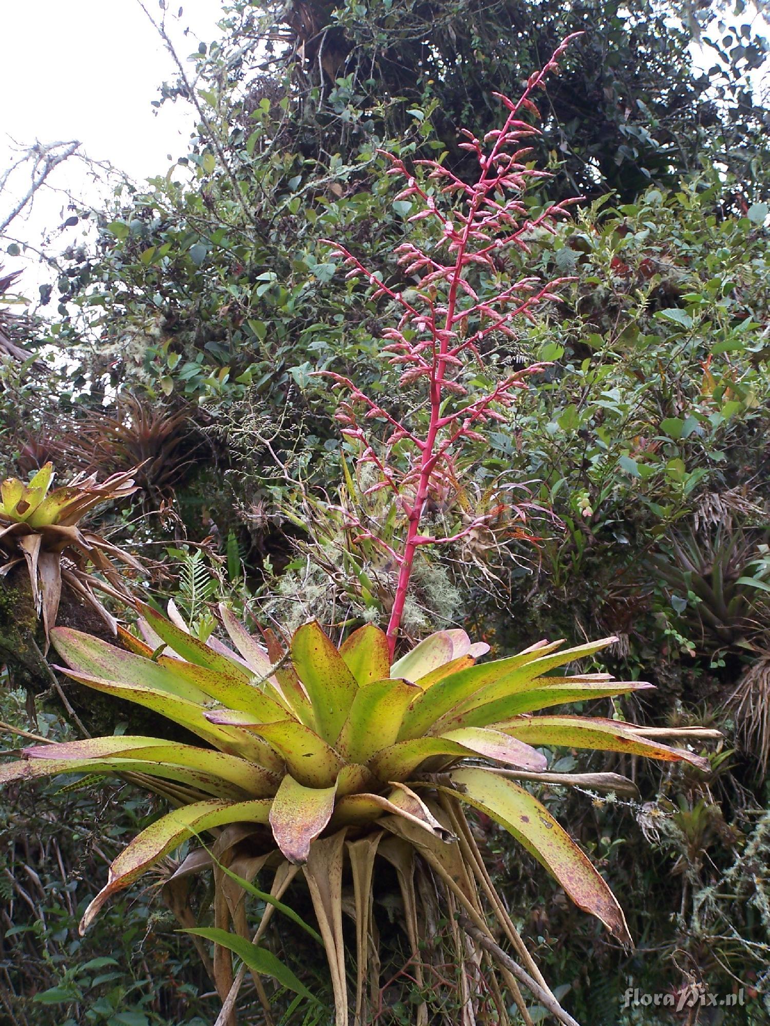 Tillandsia maculata