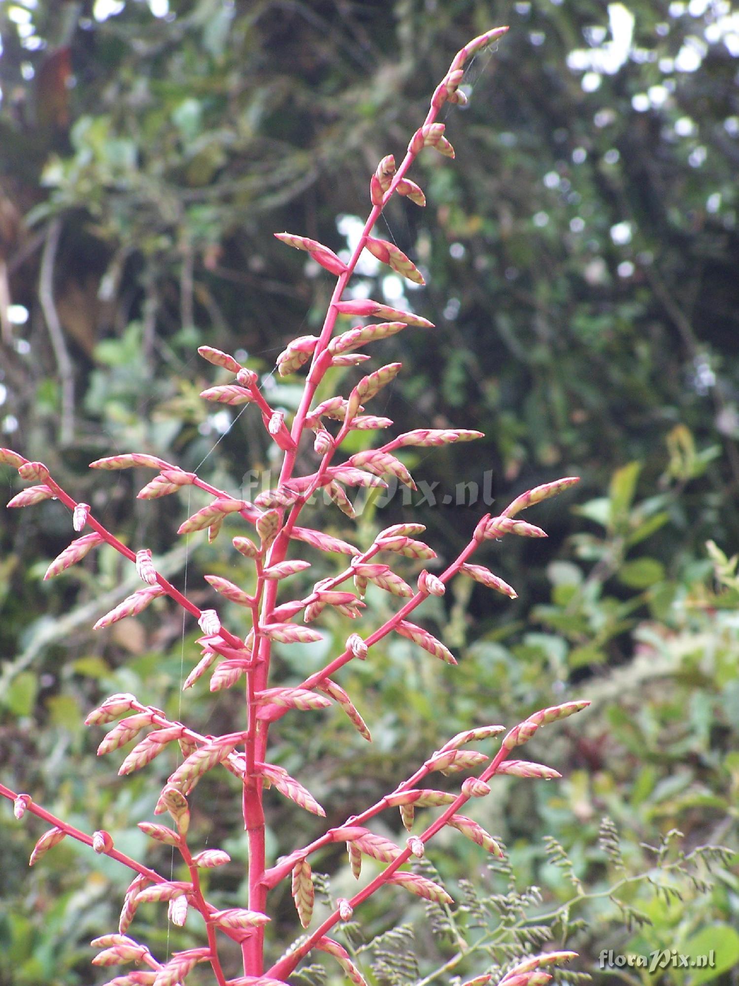 Tillandsia maculata