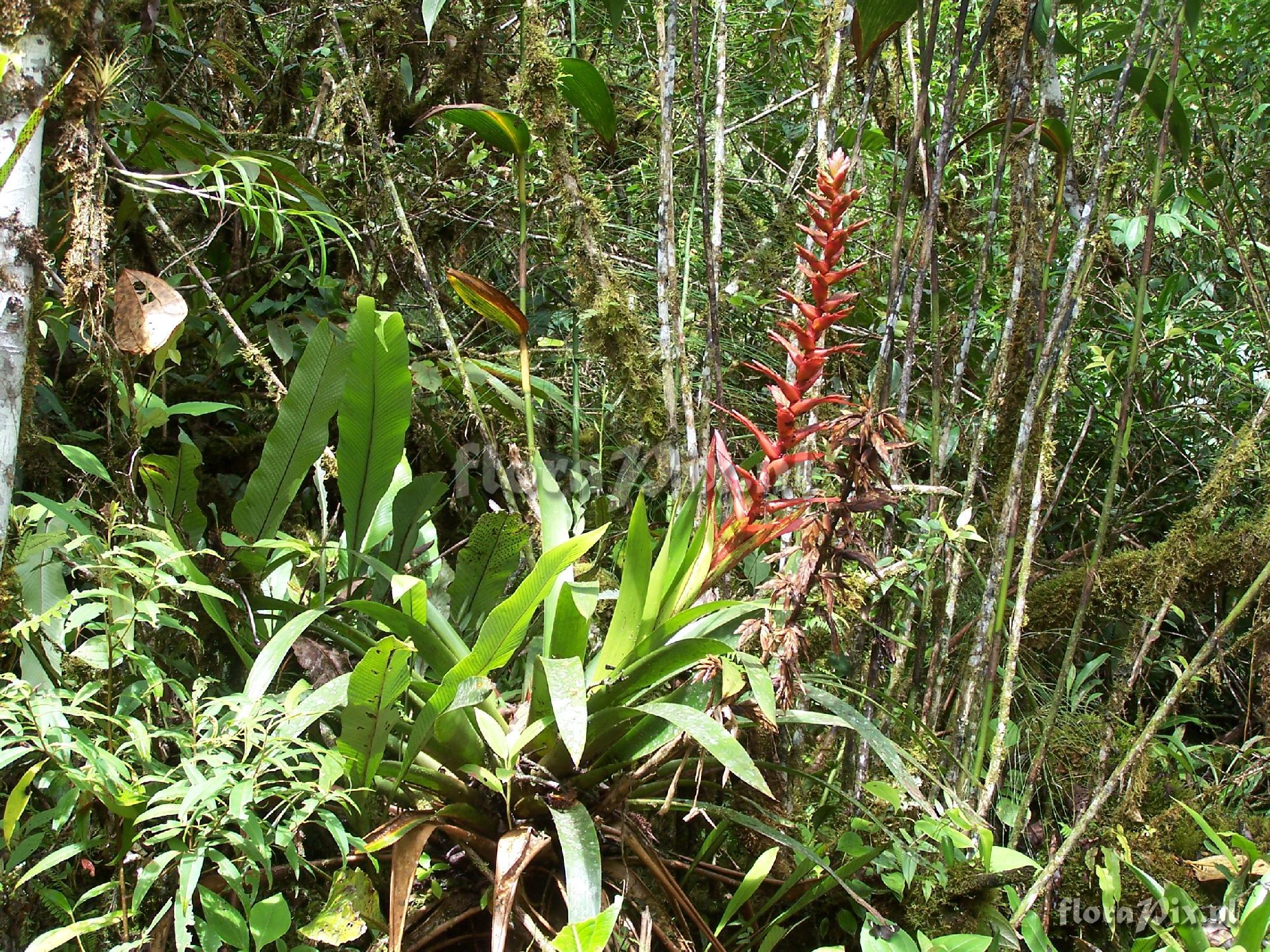 Tillandsia sp.