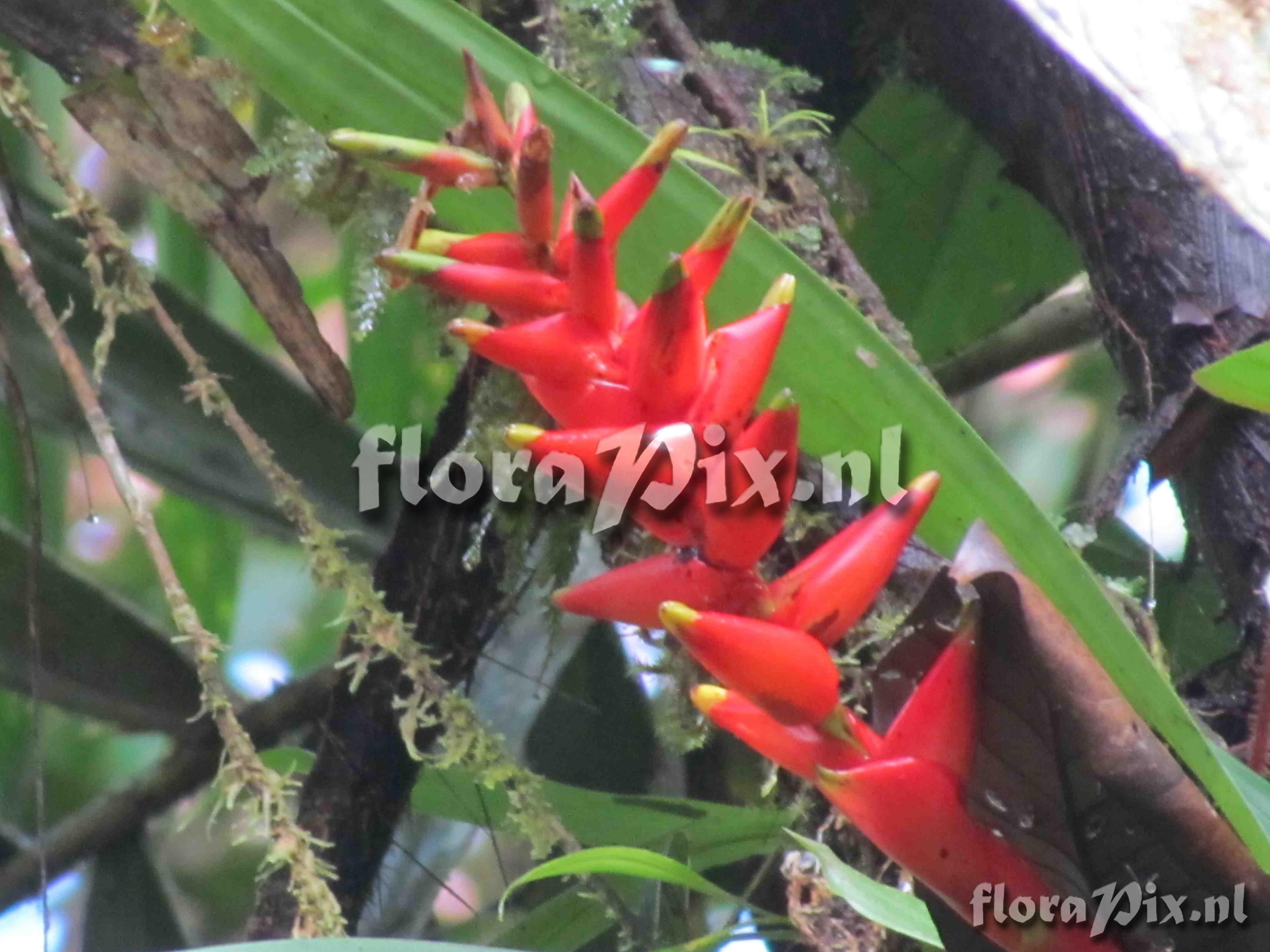 Guzmania rosea