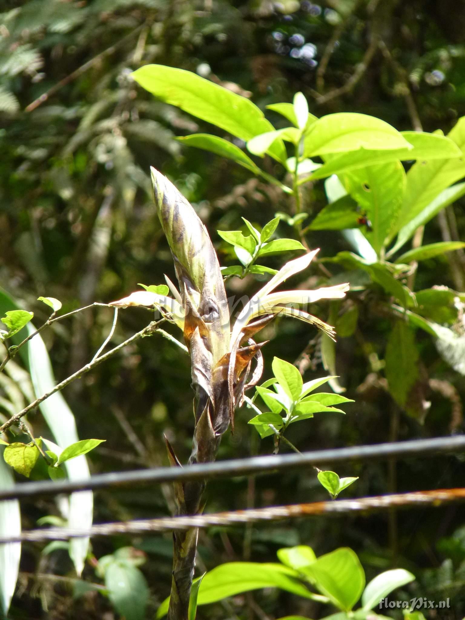 Pitcairnia brunnescens