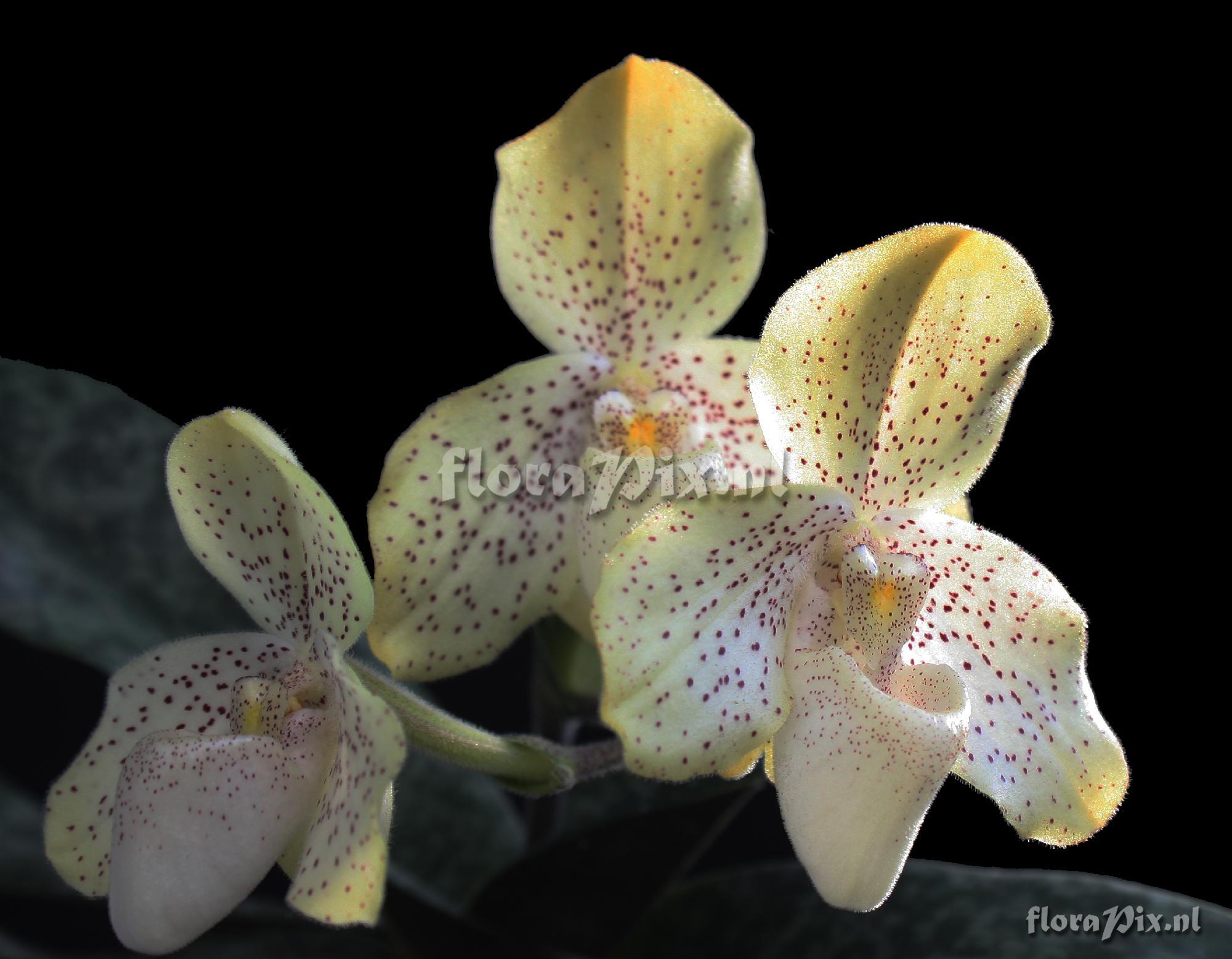 Paphiopedilum concolor (Lindl. ex Bateman) Pfitzer