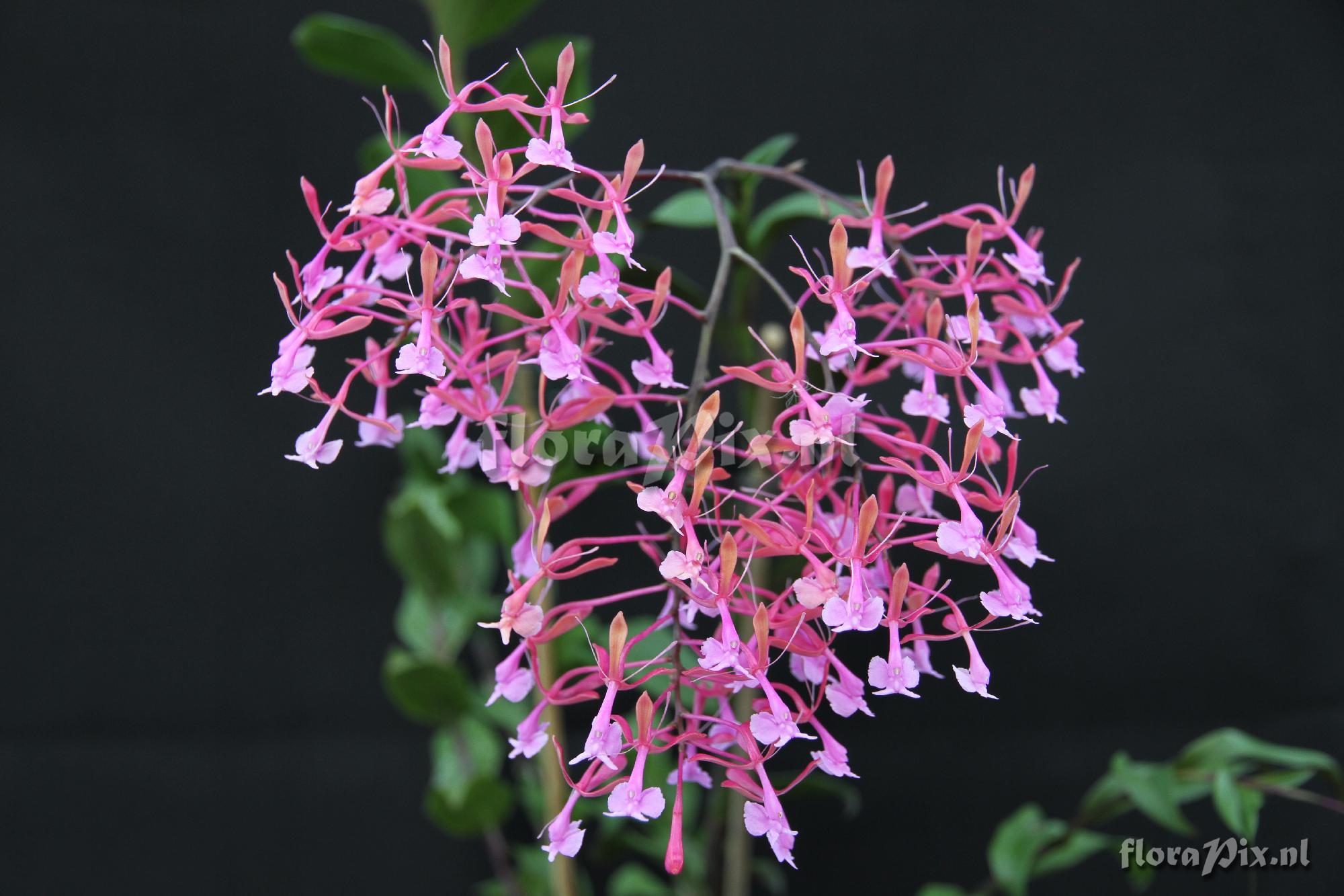 Epidendrum capricornu