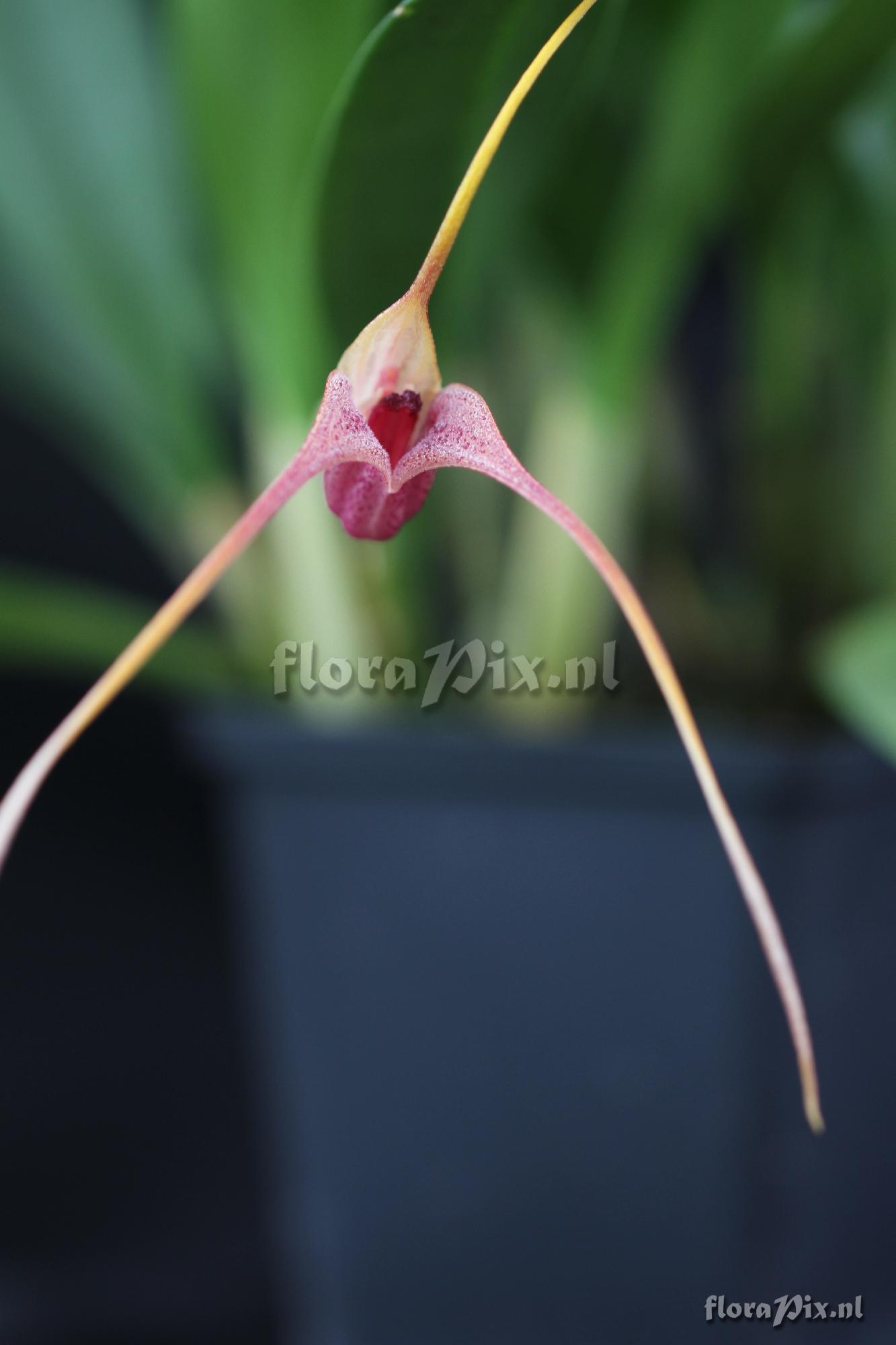 Masdevallia colossum