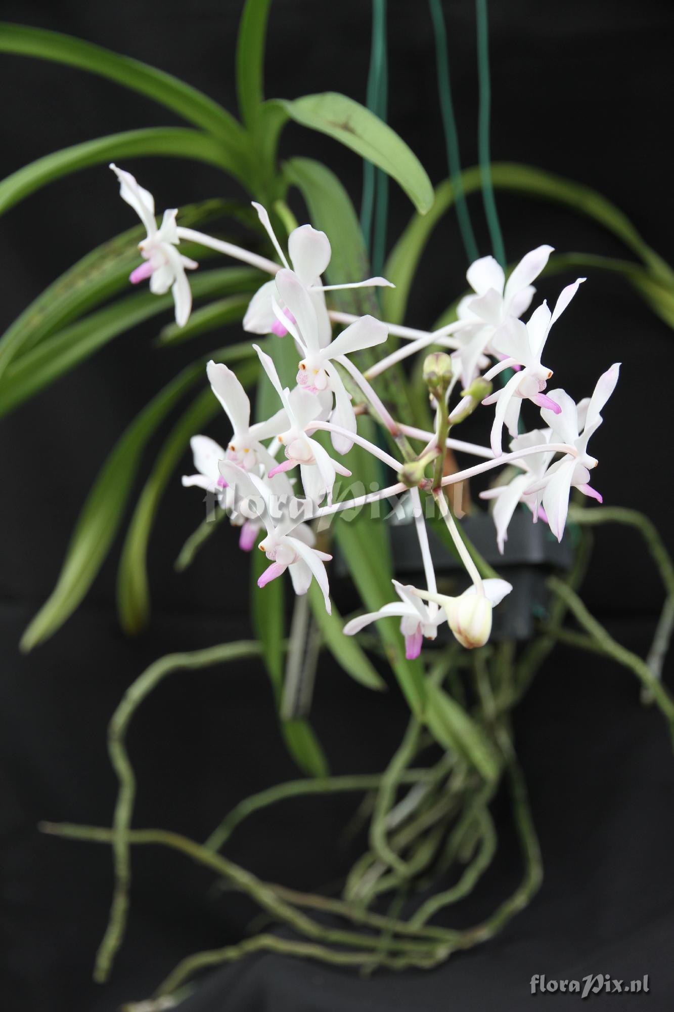 Vanda pissamai x Neofineta falcata 