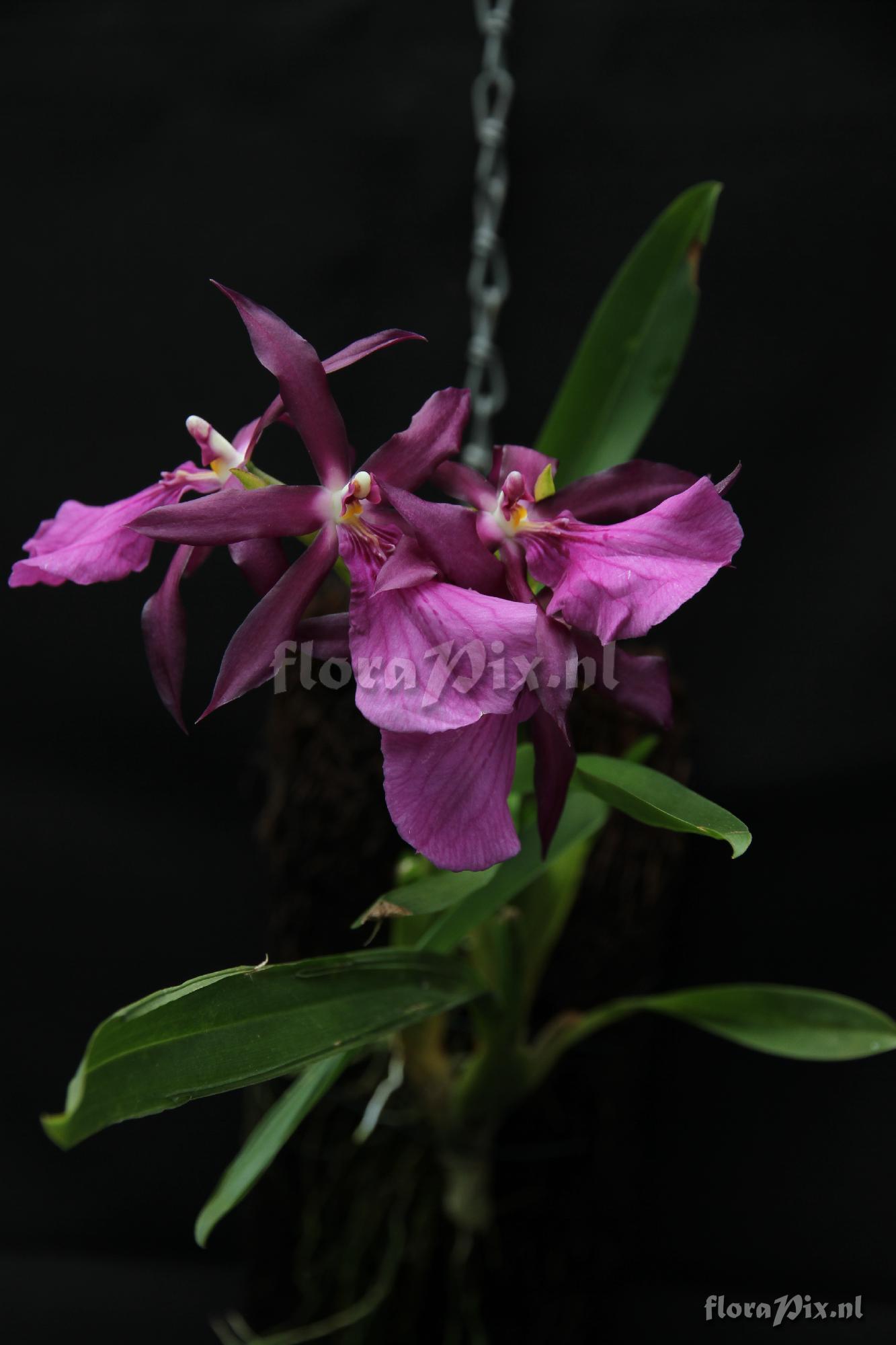 Miltonia spectabilis varieteit Moreliana