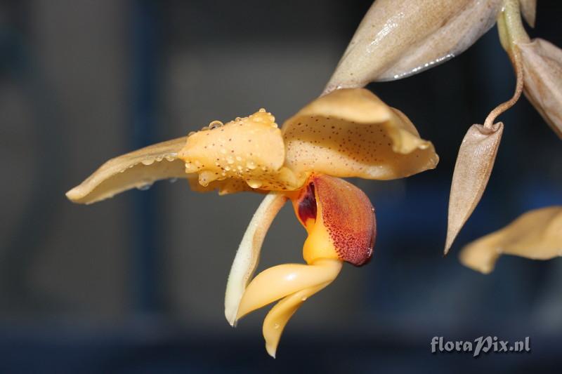 Stanhopea connata