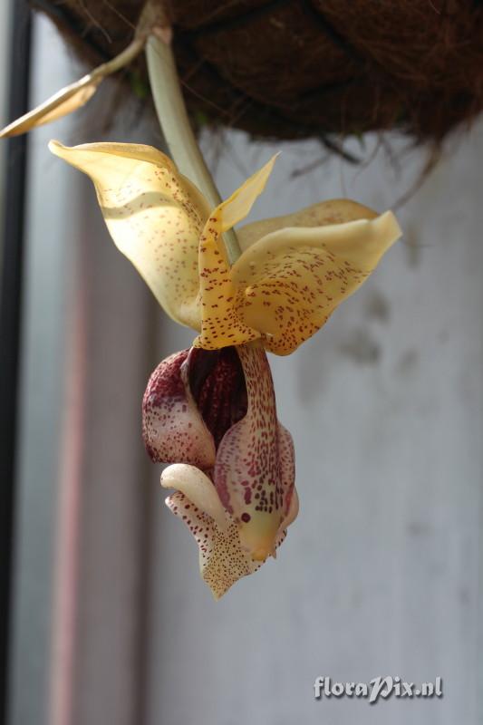 Stanhopea insignis