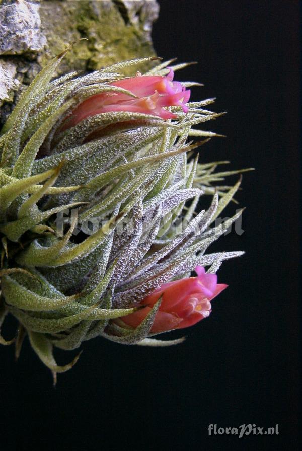 Tillandsia sprengeliana 