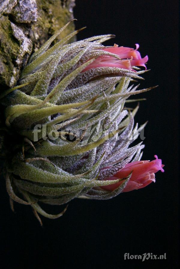 Tillandsia sprengeliana 