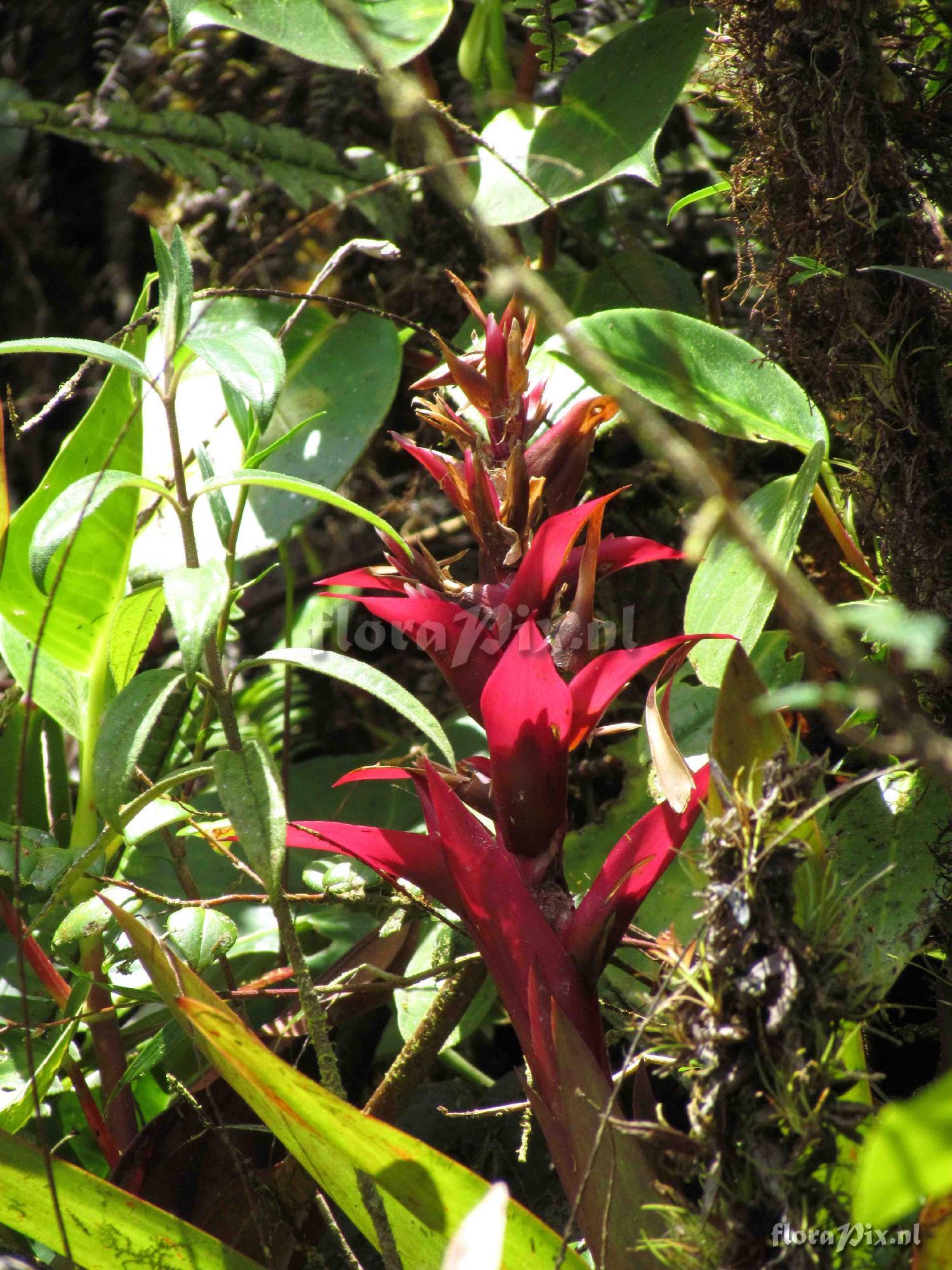 Guzmania sp?