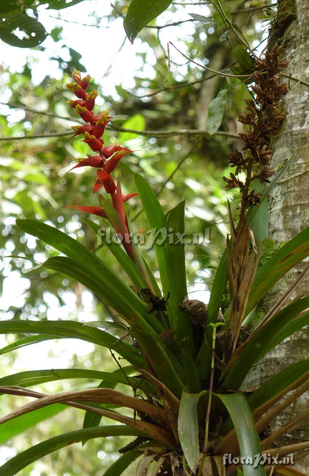 Mezobromelia bicolor