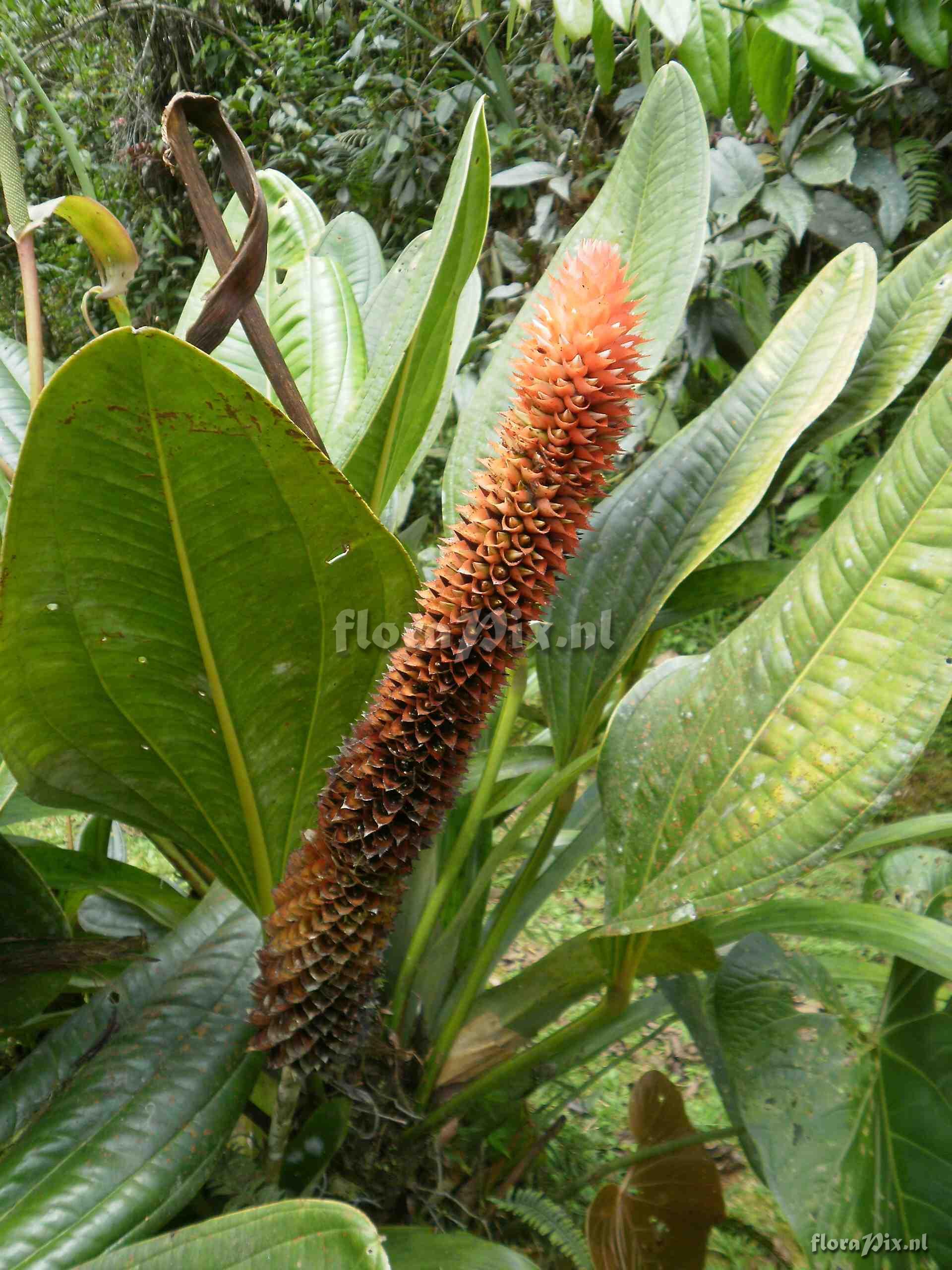 Aechmea germinyana, Baker