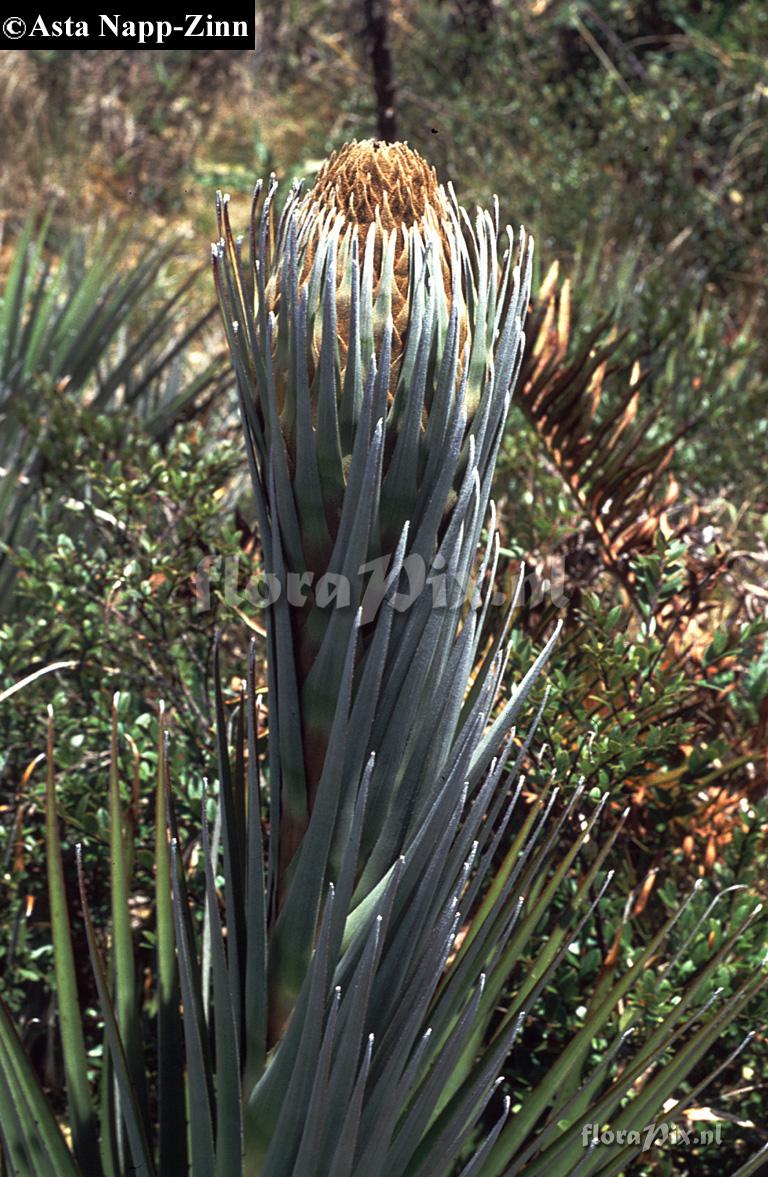 Puya dasylerioides