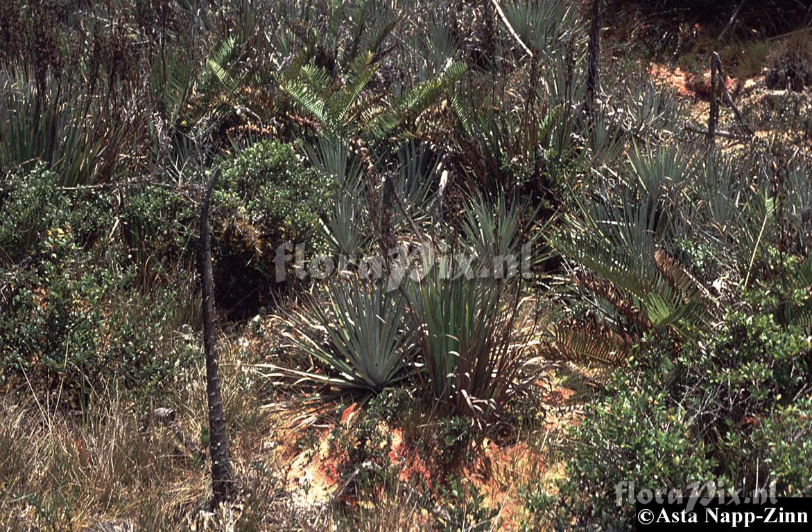 Puya dasylerioides