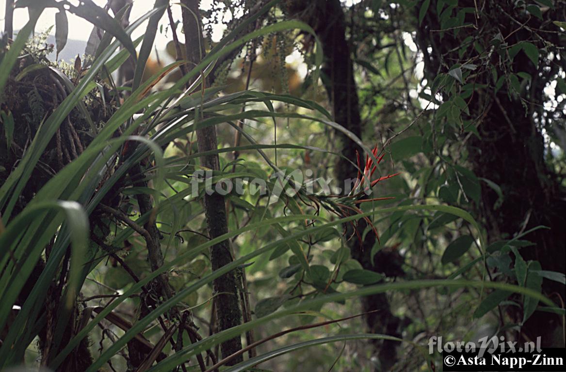 Pitcairnia riparia