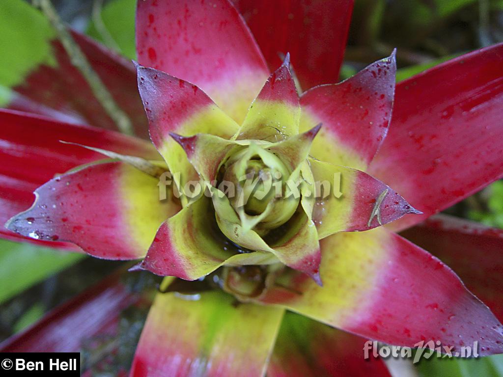 Guzmania squarrosa