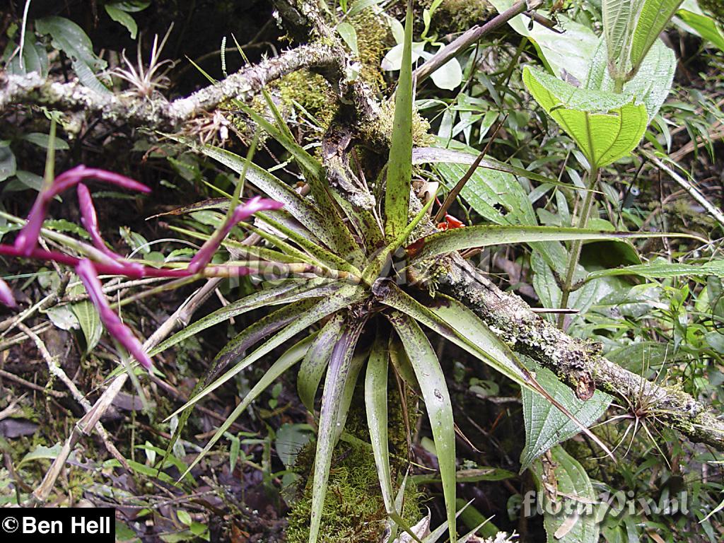 Tillandsia barbeyana