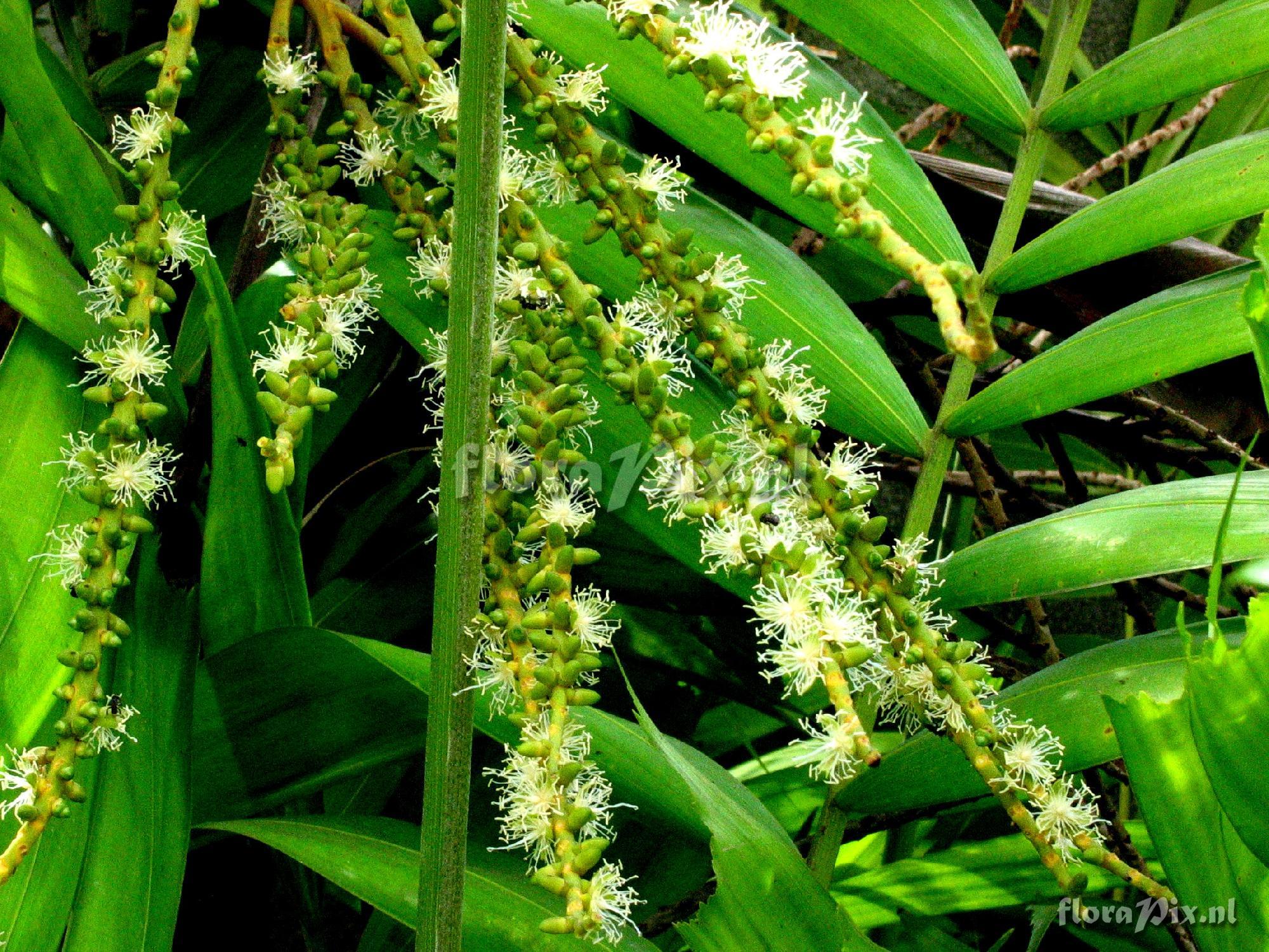 Kentia sp. Palmae