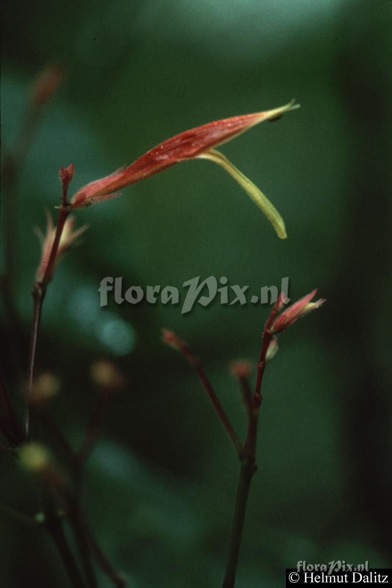 Pitcairnia valerii