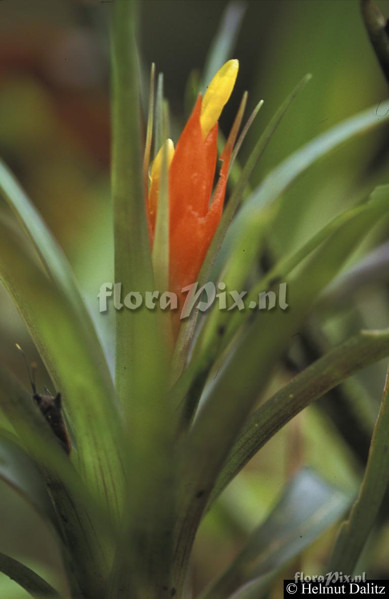 Guzmania nicaraguensis