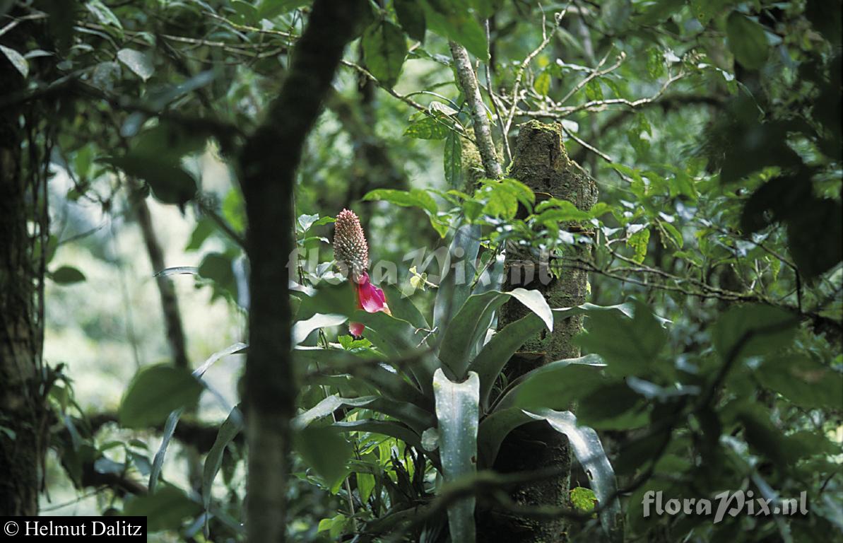 Aechmea mariae-reginae