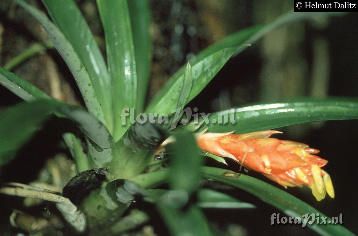  Guzmania cf. angustifolia