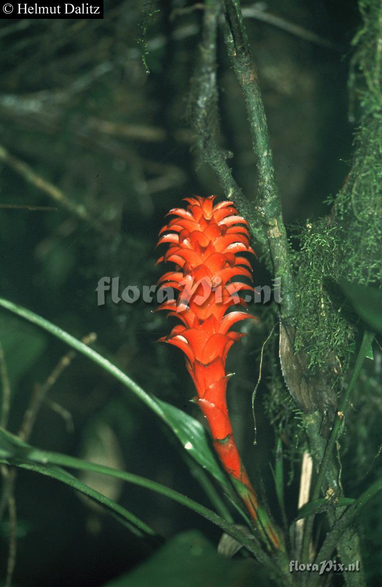 Pitcairnia nigra