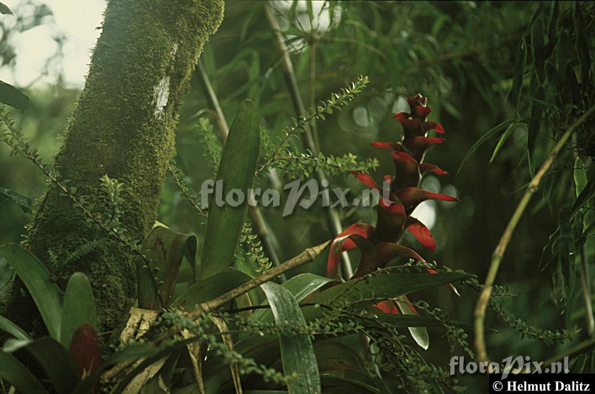 Guzmania gloriosa 