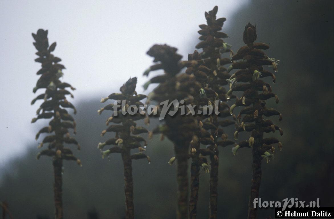 Puya nitida