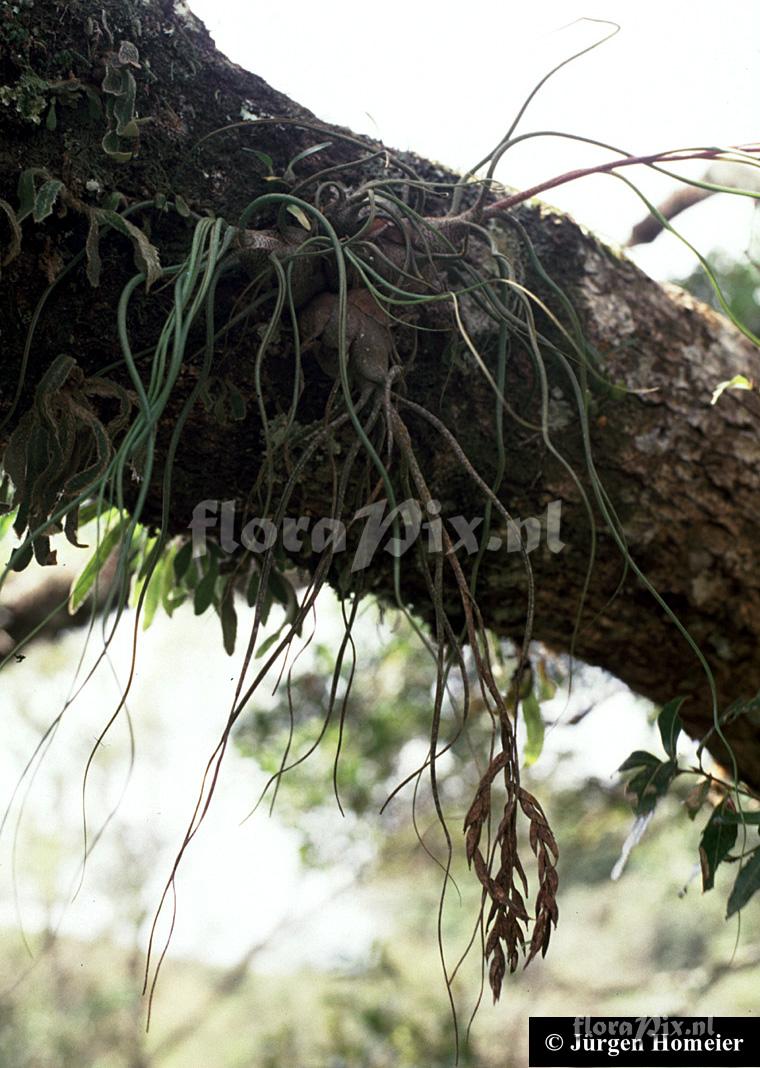 Tillandsia butzii