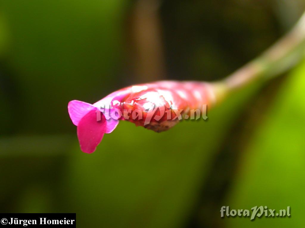 Tillandsia complanata