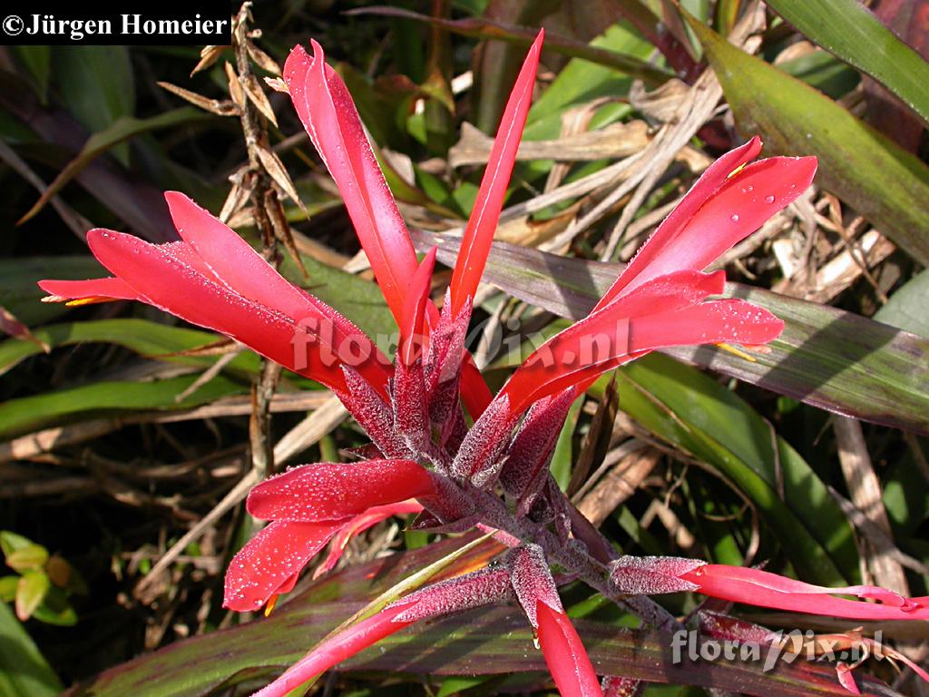 Pitcairnia 