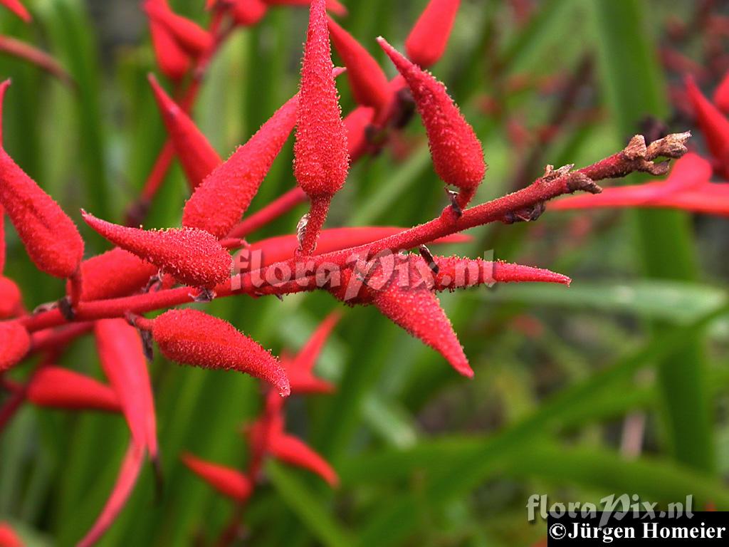 Pitcairnia cf. echinata