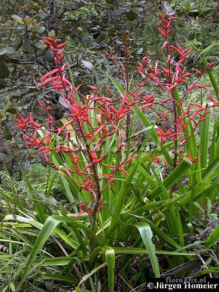 Pitcairnia cf. echinata