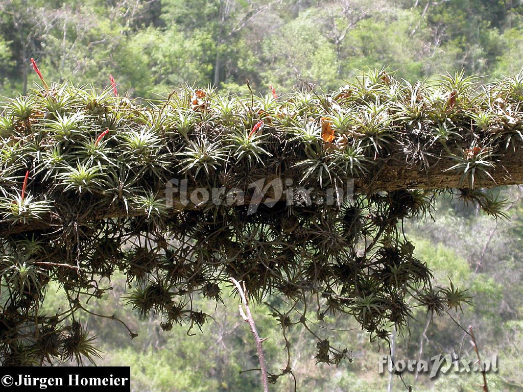 Tillandsia 