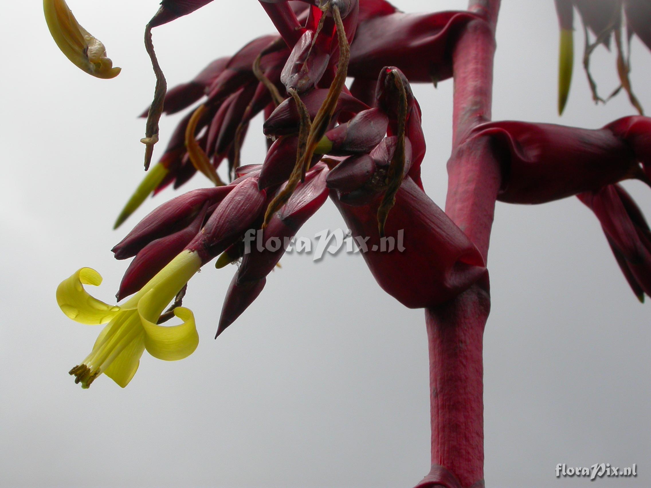  Mezobromelia fulgens