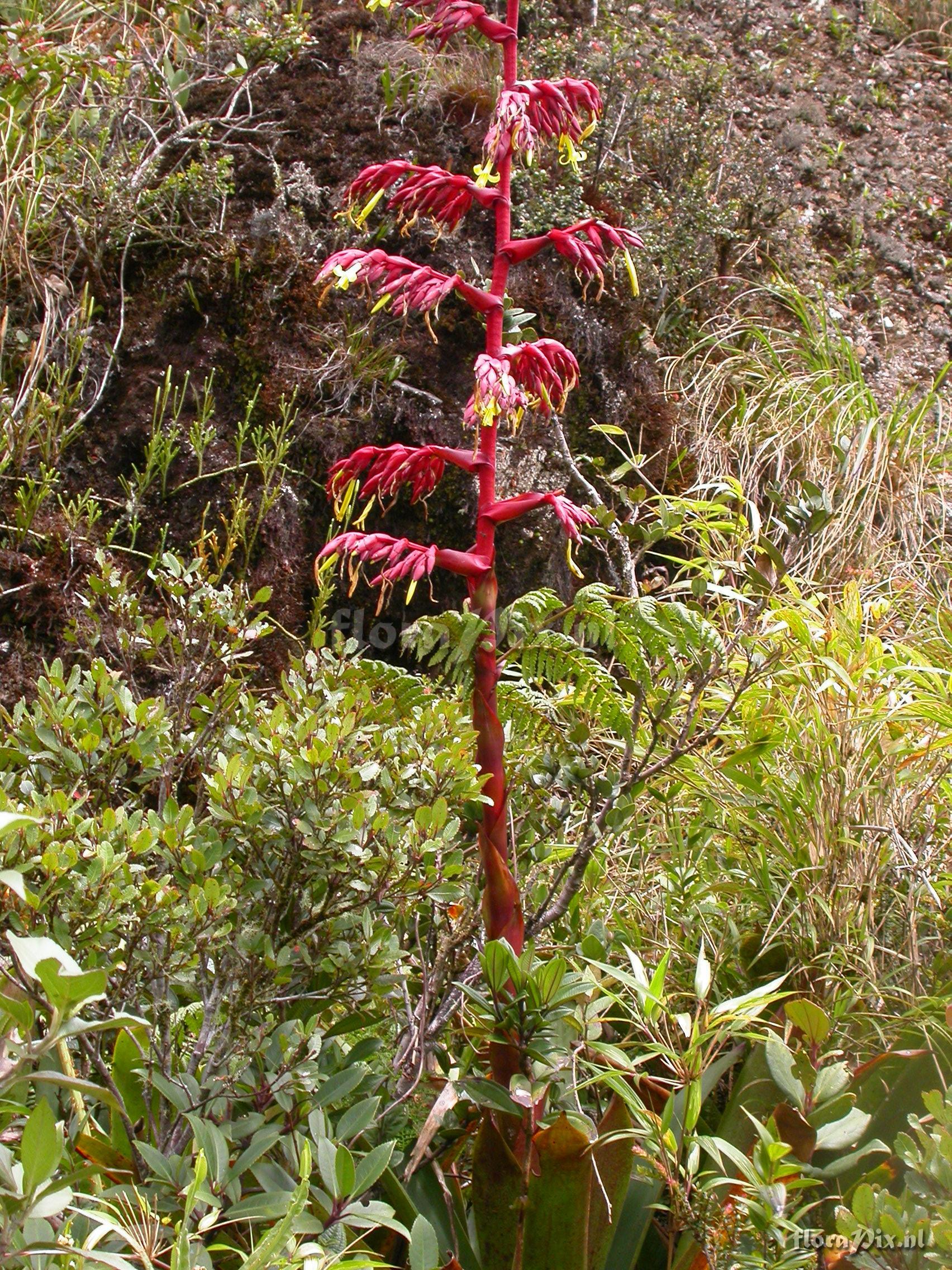  Mezobromelia fulgens