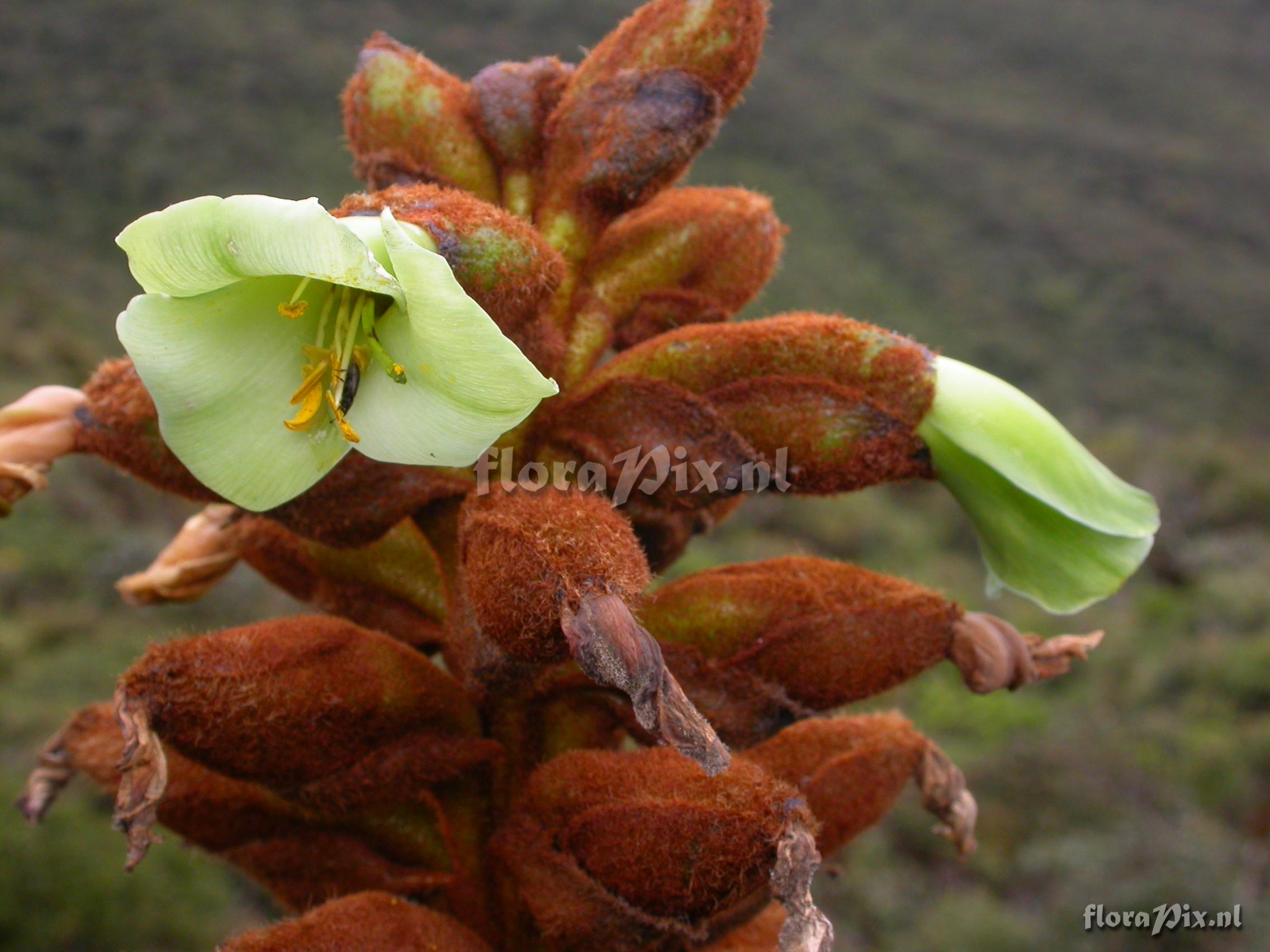 Puya nitida