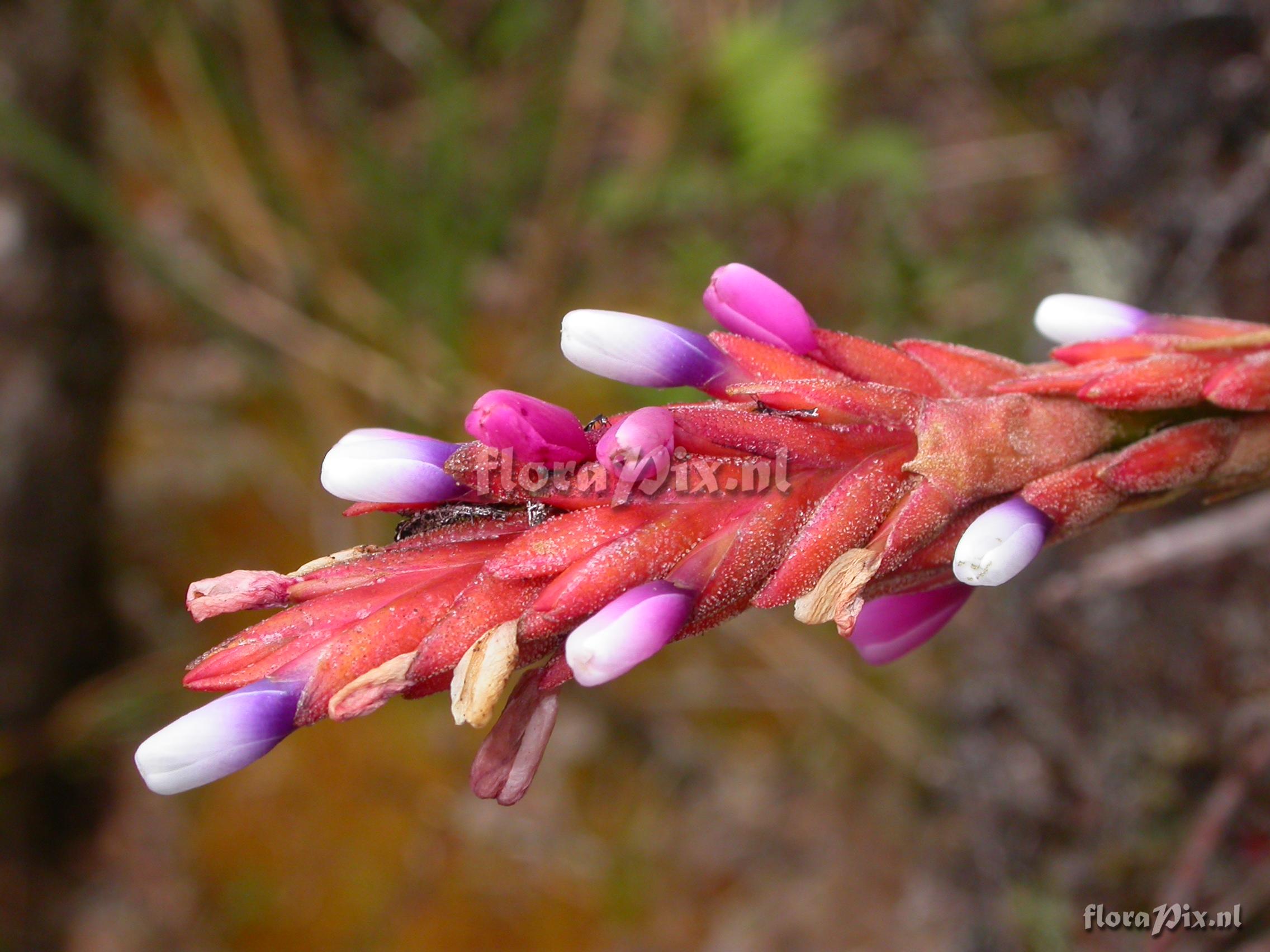 Vriesea (Tillandsia) fragans