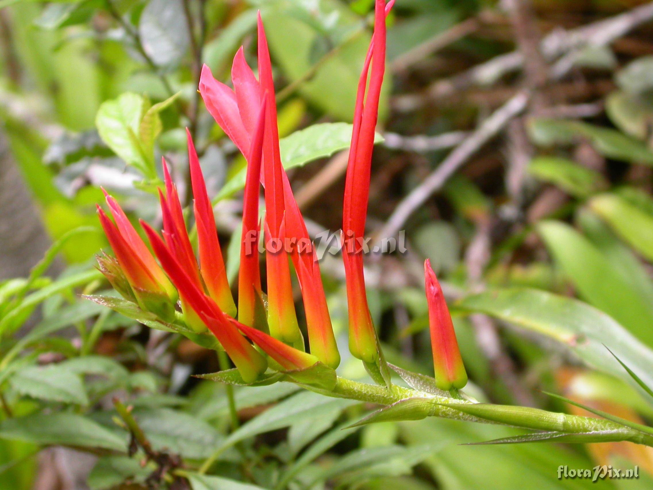 Pitcairnia prolifera