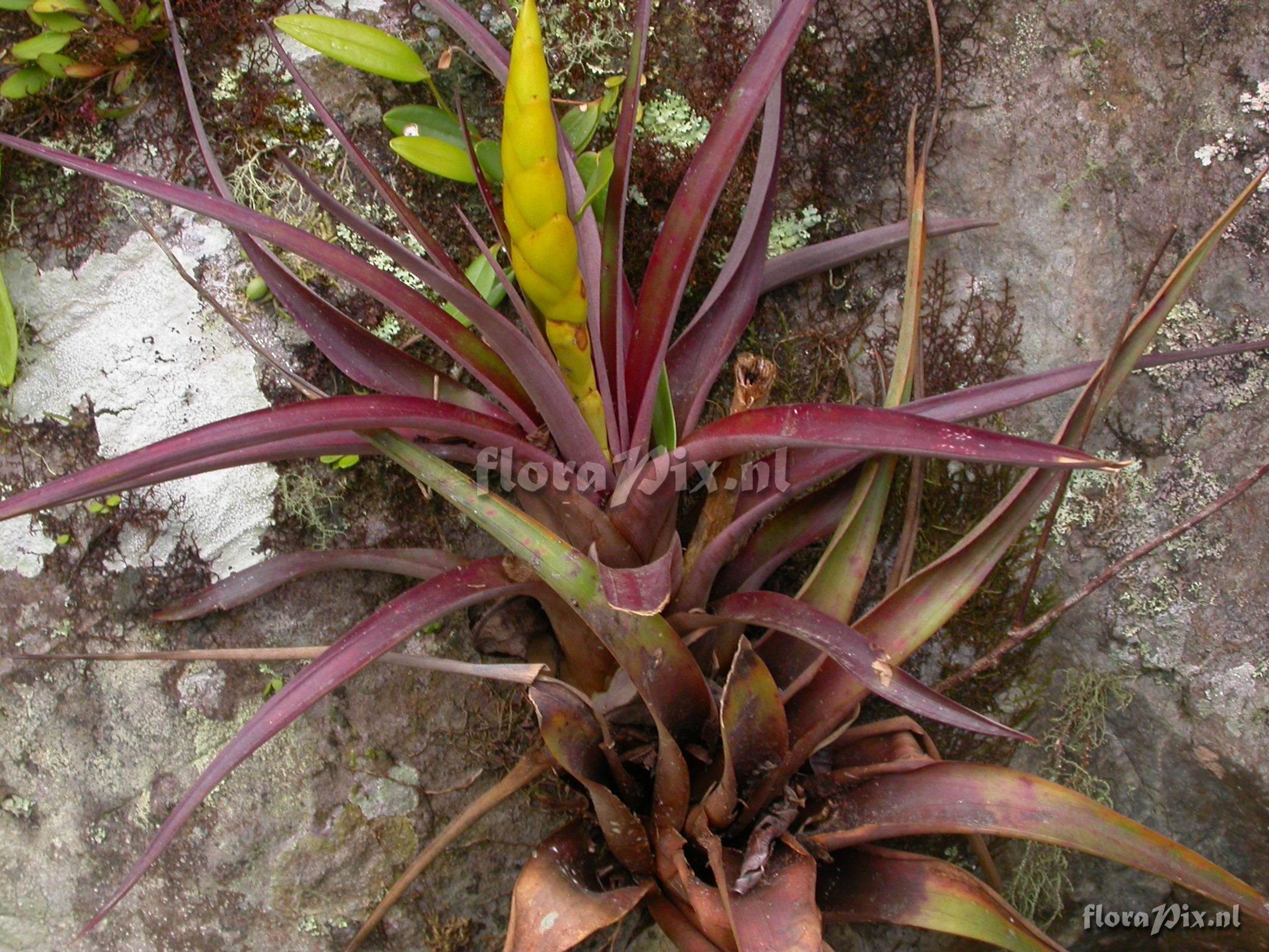 Tillandsia portillae 