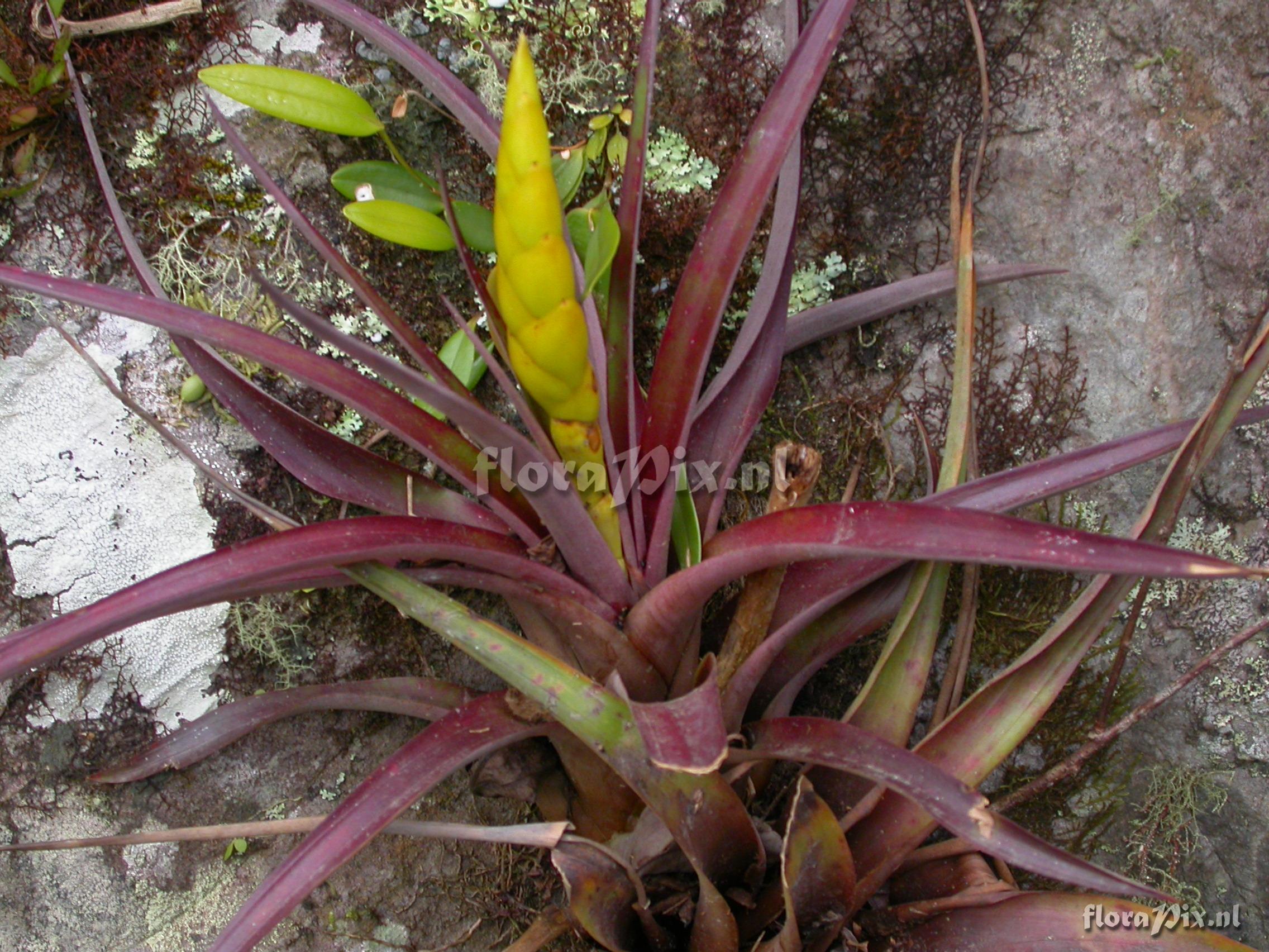 Tillandsia portillae 