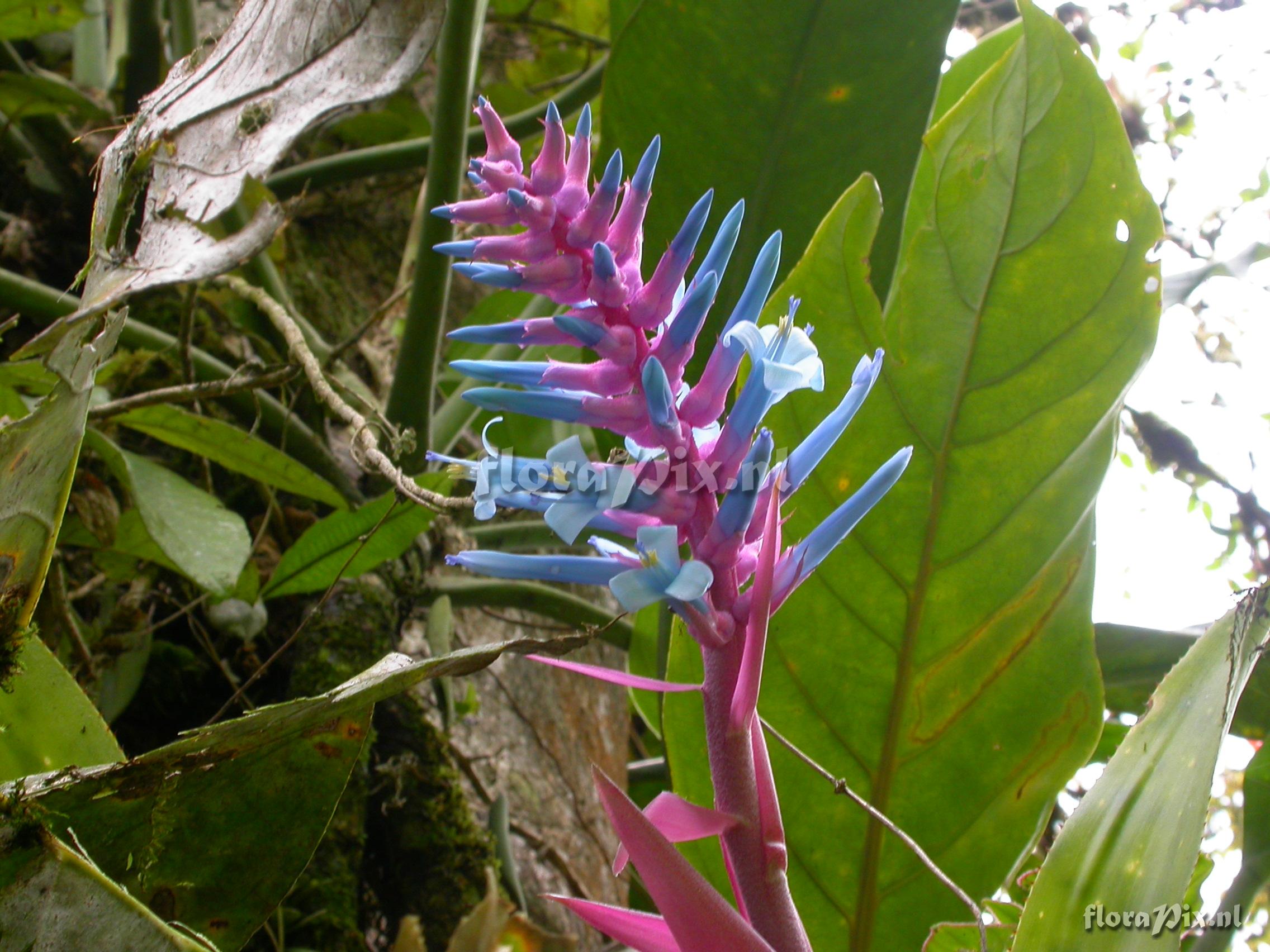 Aechmea drackeana